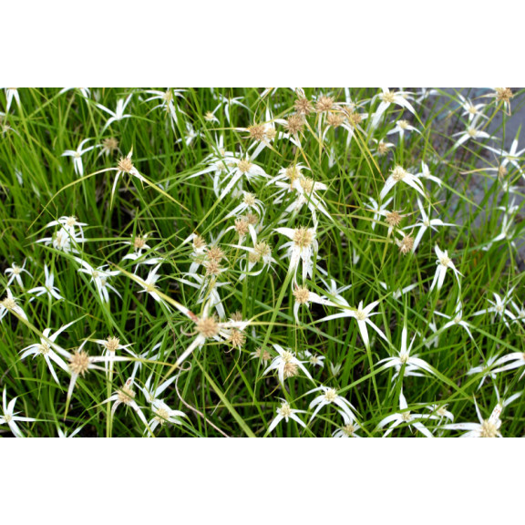 RHYNCHOSPORA colorata