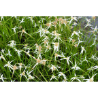 RHYNCHOSPORA colorata RHYNCHOSPORA colorata