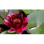 NYMPHAEA 'Black Princess'