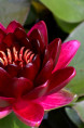 NYMPHAEA 'Black Princess'