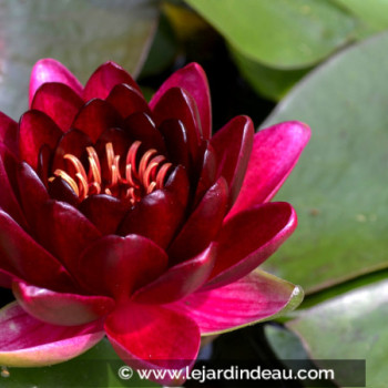 NYMPHAEA &#039;Black Princess&#039;