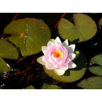 NYMPHAEA 'Madame Wilfron Gonnere' NYMPHAEA 'Madame Wilfron Gonnere'