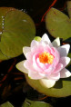 NYMPHAEA 'Madame Wilfron Gonnere'