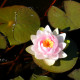 NYMPHAEA 'Madame Wilfron Gonnere'