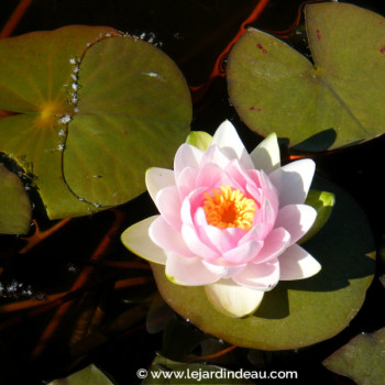 NYMPHAEA &#039;Madame Wilfron Gonnere&#039;