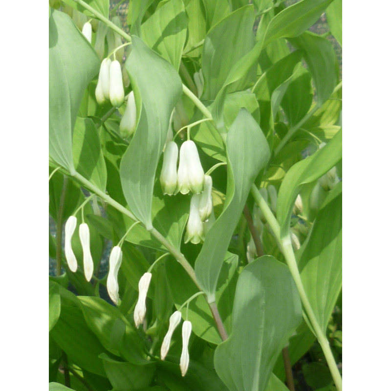 POLYGONATUM multiflorum