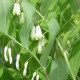 POLYGONATUM multiflorum