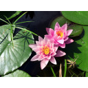 NYMPHAEA \'Rose Arey\'