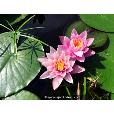 NYMPHAEA \'Rose Arey\' - Nénuphar