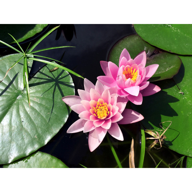 NYMPHAEA 'Rose Arey' NYMPHAEA 'Rose Arey'