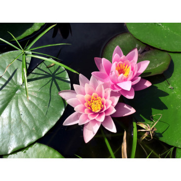 NYMPHAEA \'Rose Arey\'