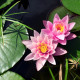 NYMPHAEA 'Rose Arey'