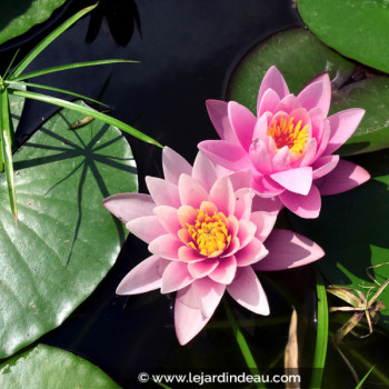 NYMPHAEA &#039;Rose Arey&#039;