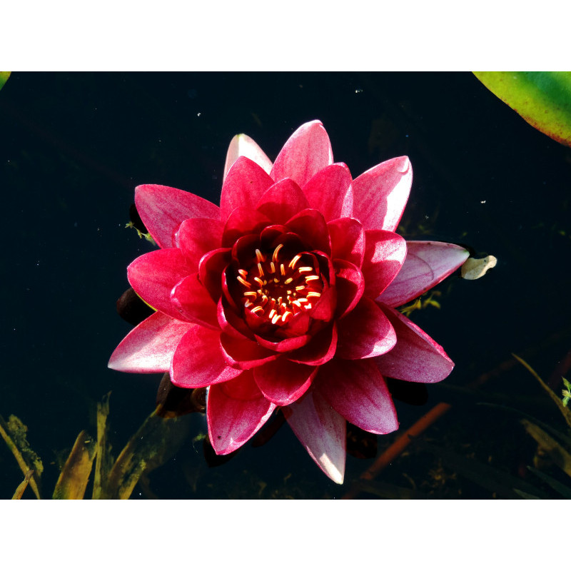 NYMPHAEA 'Conqueror'