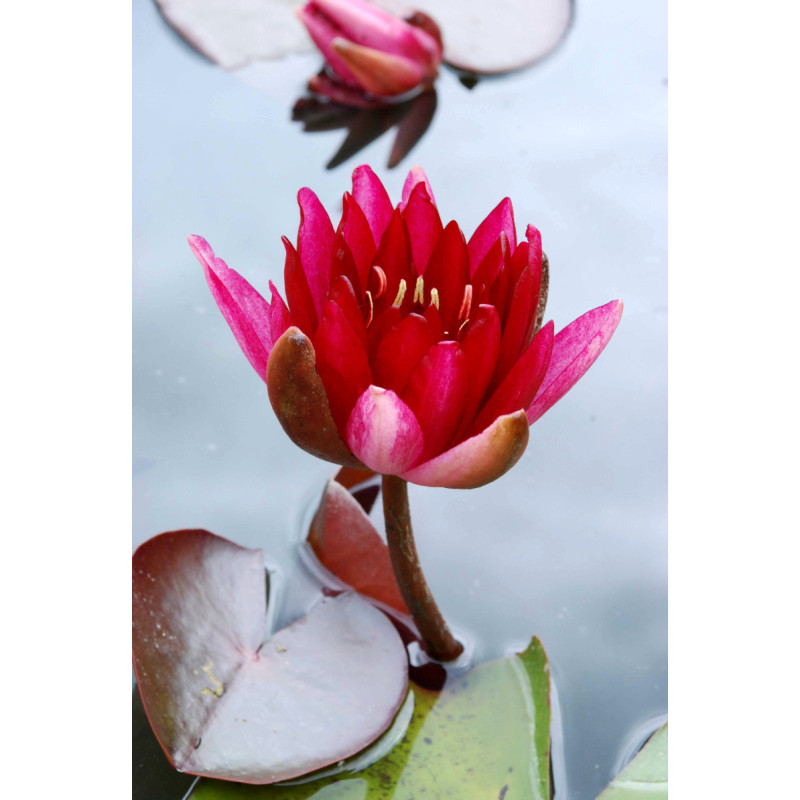 NYMPHAEA 'Conqueror'