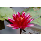 NYMPHAEA 'Conqueror'