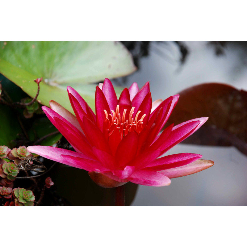 NYMPHAEA 'Conqueror'