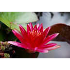 NYMPHAEA 'Conqueror'