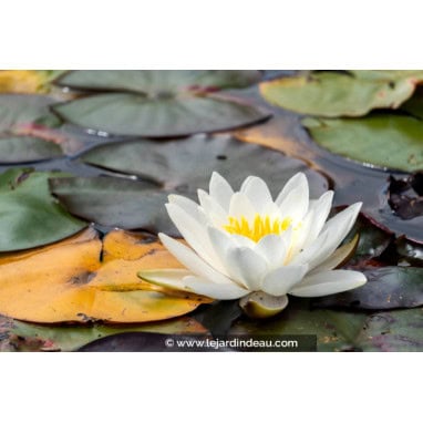 NYMPHAEA \'Gonnere\' - N&eacute;nuphar