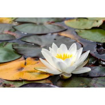 NYMPHAEA \'Gonnere\'