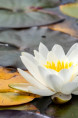 NYMPHAEA 'Gonnere'