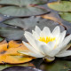 NYMPHAEA 'Gonnere'