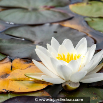 NYMPHAEA &#039;Gonnere&#039;