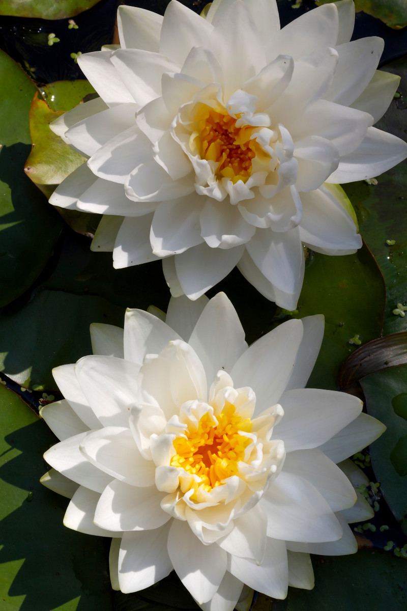 NYMPHAEA - NENUPHAR BLANC - 3L - RHIZOME