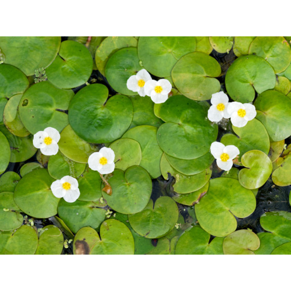 HYDROCHARIS morsus-ranae