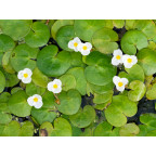 HYDROCHARIS morsus-ranae