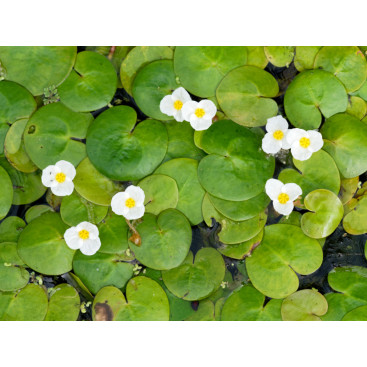 HYDROCHARIS morsus-ranae