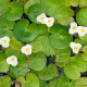 HYDROCHARIS morsus-ranae