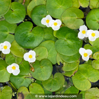 HYDROCHARIS morsus-ranae
