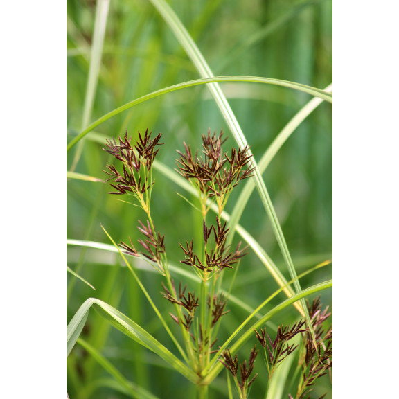 CYPERUS longus