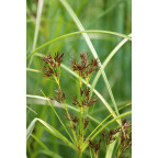 CYPERUS longus CYPERUS longus