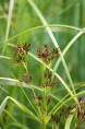 CYPERUS longus