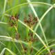 CYPERUS longus