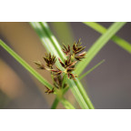 CYPERUS longus CYPERUS longus