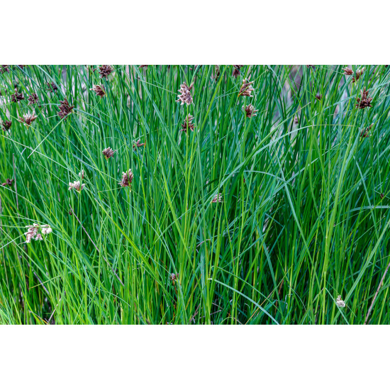 CYPERUS longus CYPERUS longus