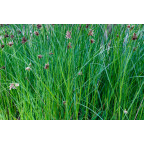 CYPERUS longus CYPERUS longus