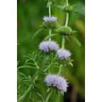 MENTHA cervina