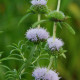 MENTHA cervina