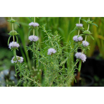 MENTHA cervina