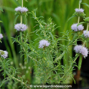 MENTHA cervina