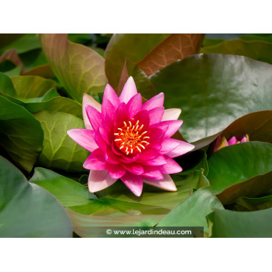 NYMPHAEA \'Escarboucle\'