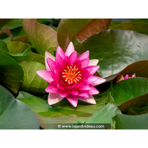 NYMPHAEA 'Escarboucle'