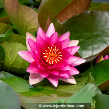 NYMPHAEA &#039;Escarboucle&#039;