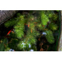 CERATOPHYLLUM demersum