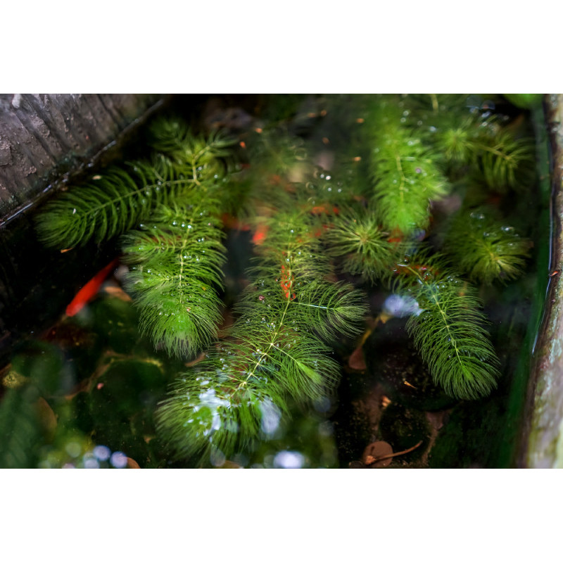 CERATOPHYLLUM demersum CERATOPHYLLUM demersum