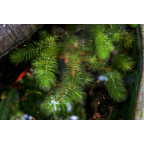 CERATOPHYLLUM demersum CERATOPHYLLUM demersum